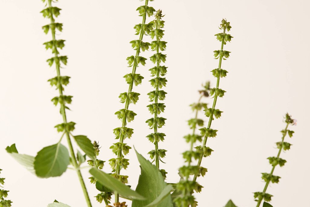 Under Luna - Tulsi Bloom Conditioner