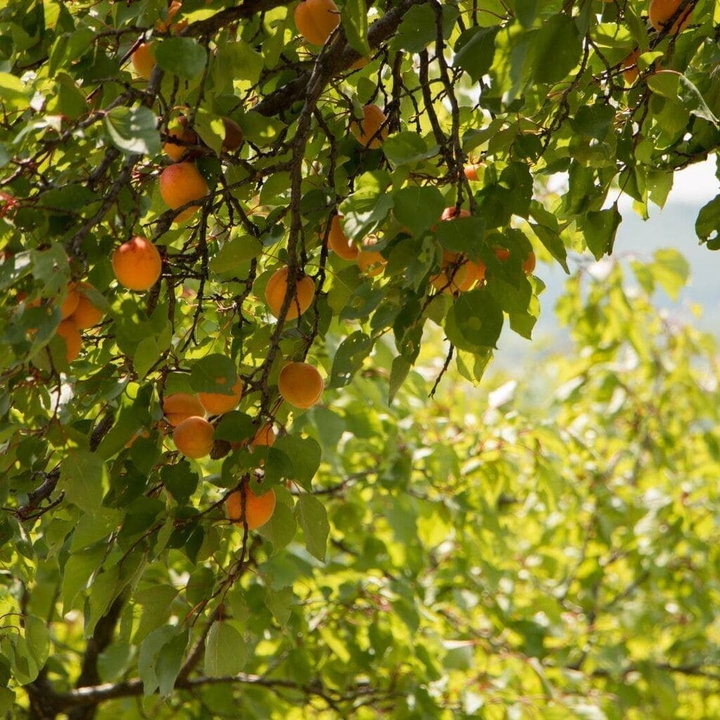 WOO - Organic Cold-pressed Apricot Oil