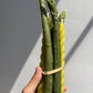 Happy Organics - Asparagus Beeswax Candlestick Pair