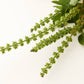 Under Luna - Tulsi Bloom Conditioner - Travel Size