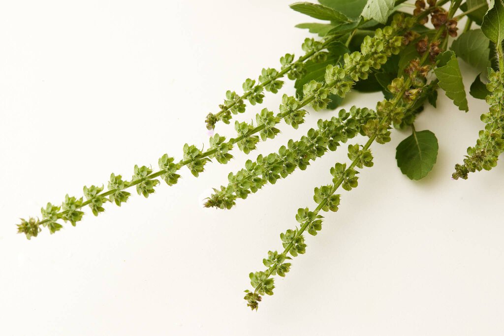 Under Luna - Tulsi Bloom Conditioner - Travel Size