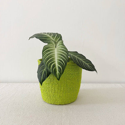 Amsha - Lime Sisal Storage Basket - Small