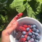 Green Dream Pantry - Pacific Northwest Berry Jam