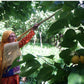 WOO - Organic Cold-pressed Apricot Oil