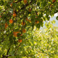 WOO - Organic Cold-pressed Apricot Oil