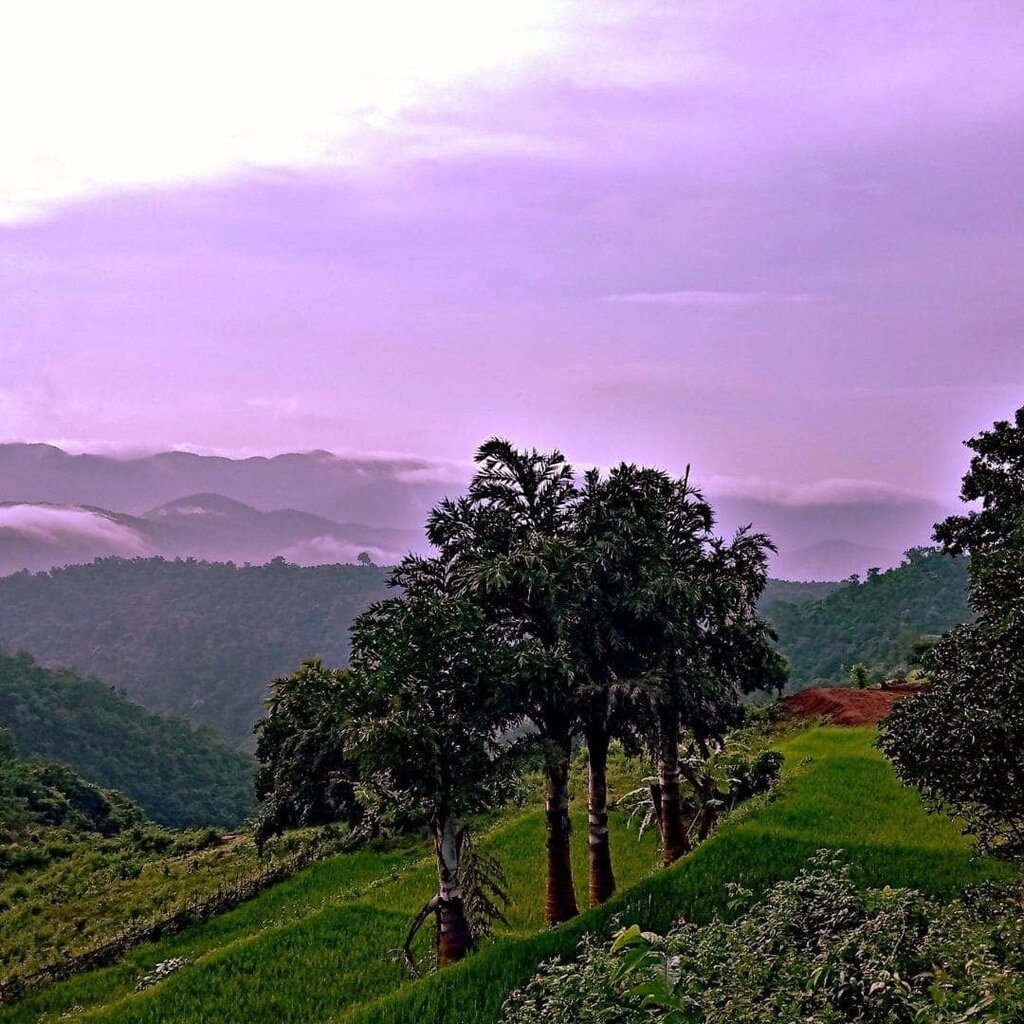 WOO - 100% Organic Cold-pressed Blue Tansy & Apricot Oil