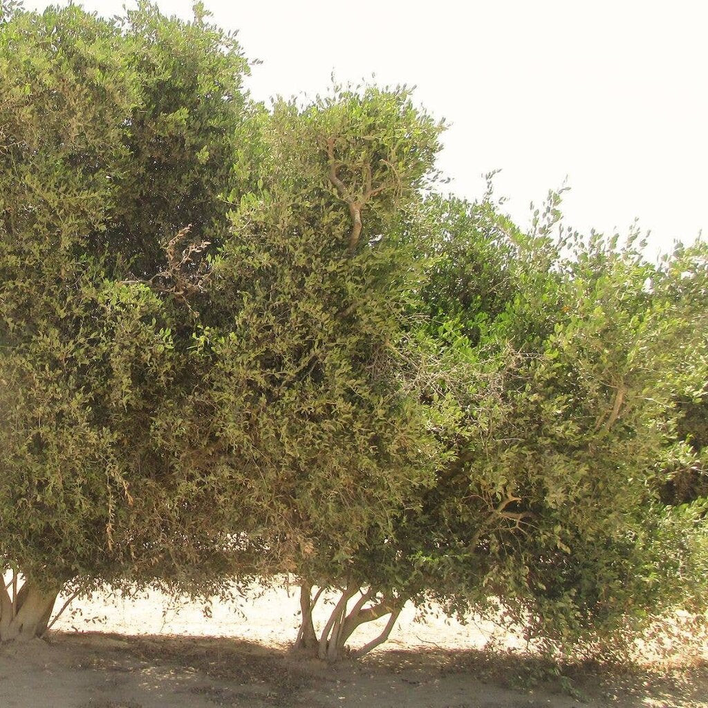 WOO - 100% Organic Cold-pressed Santal & Jojoba Oil