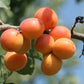 WOO - Organic Cold-pressed Apricot Oil